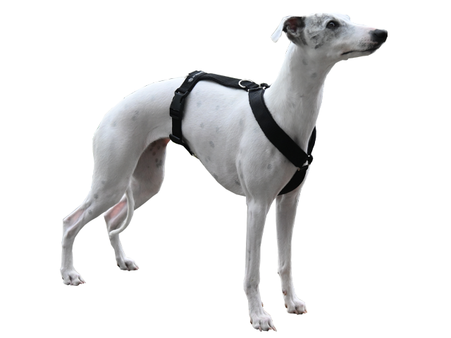 Whippetsele