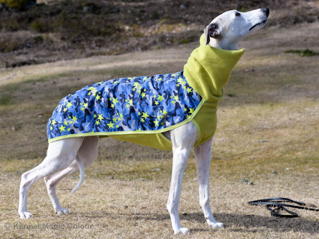 Whippettröja