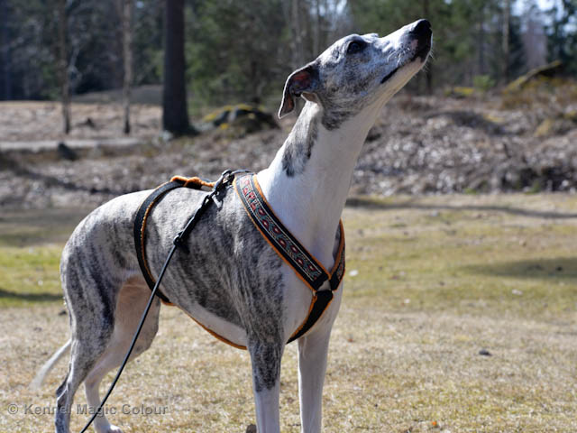 Whippetsele